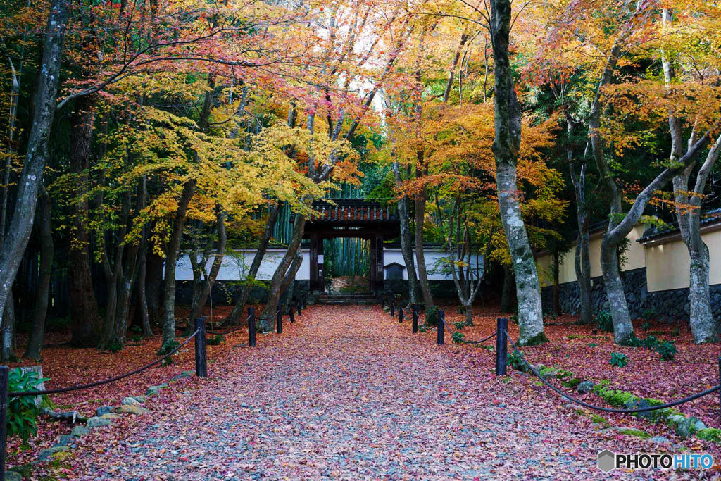 京都紅葉巡り