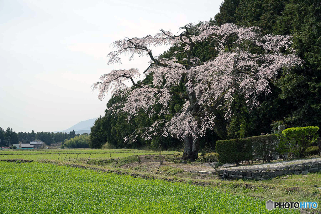 勝泉寺のしだれ桜