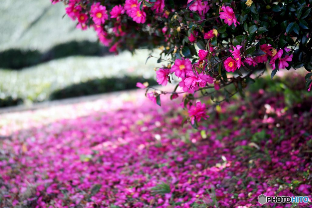 茶畑と山茶花