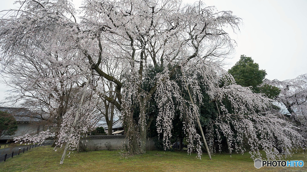 しだれ桜