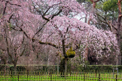 しだれ桜