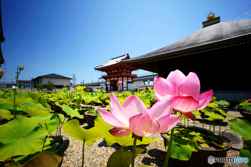 花ハス