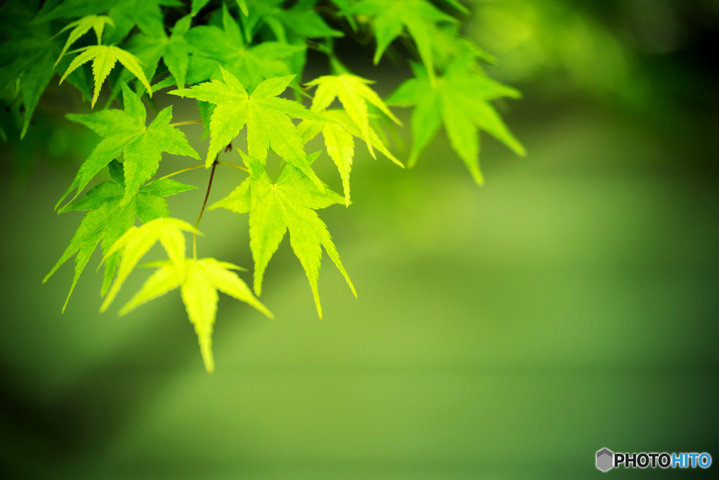 青紅葉