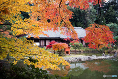 京都紅葉便り ⑥