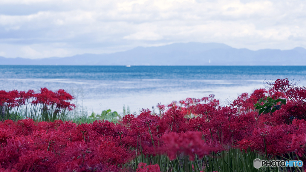湖岸の彼岸花