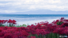 湖岸の彼岸花