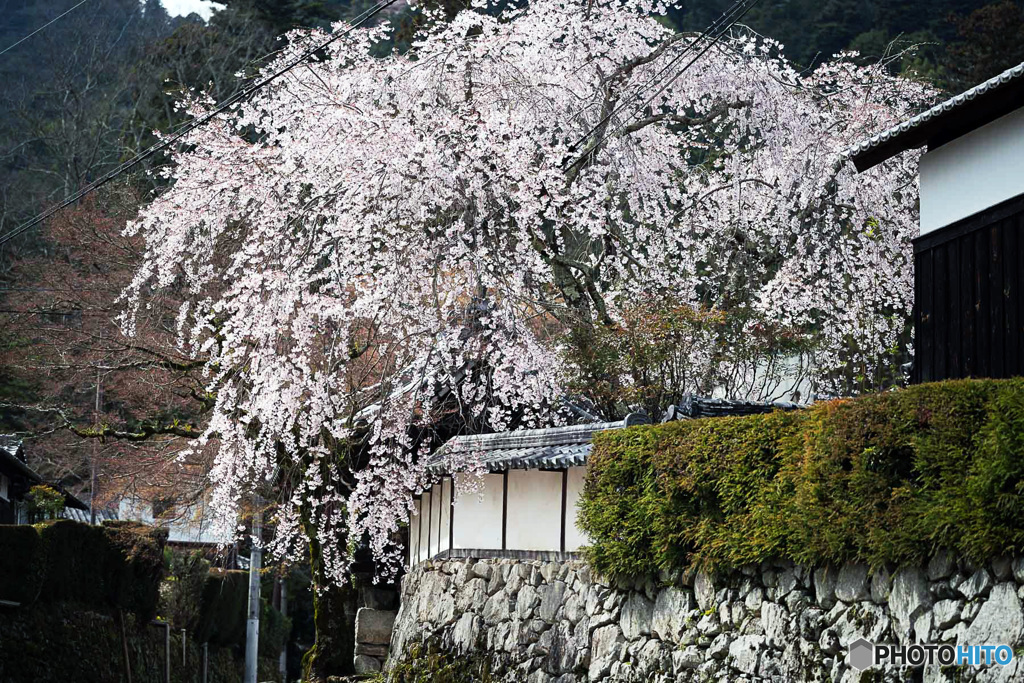 しだれ桜