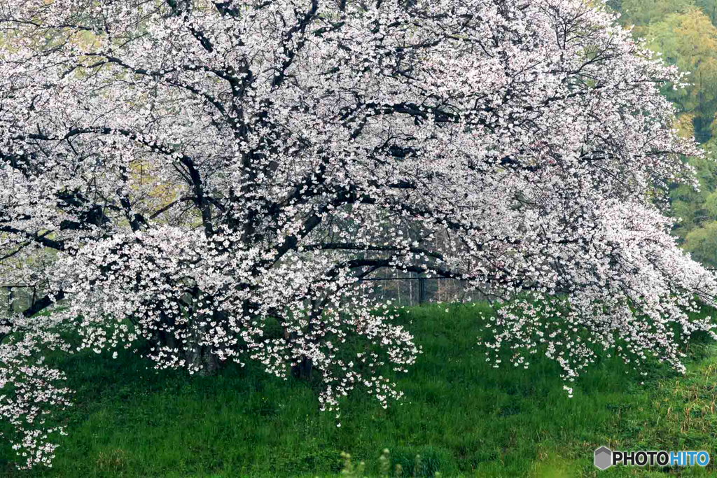 幾坂池の一本桜