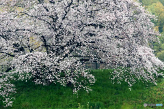 幾坂池の一本桜