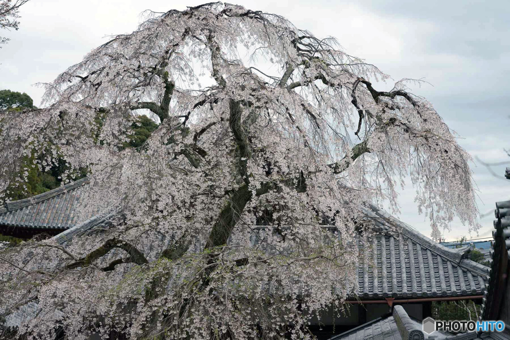 しだれ桜