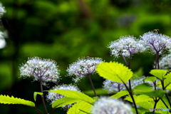 小紫陽花