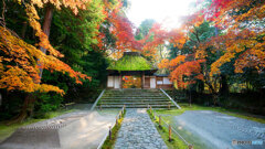 京都紅葉狩り ⑯