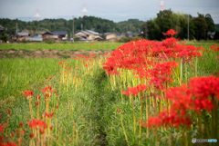 彼岸花の咲く風景1