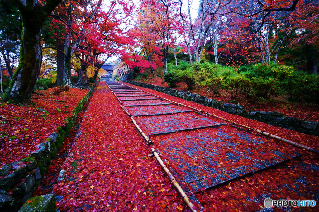 京都紅葉巡り