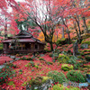 敷紅葉