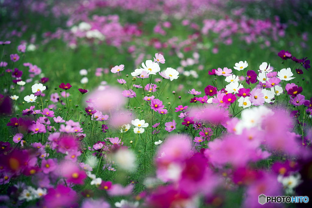 秋桜