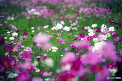 秋桜