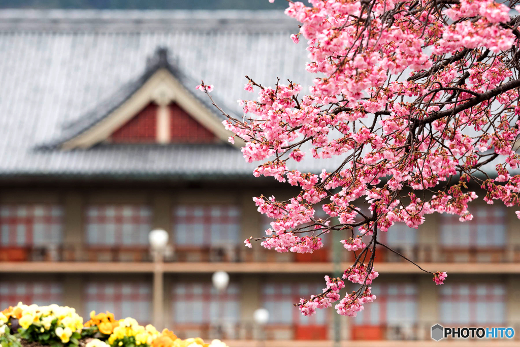 あたみ桜
