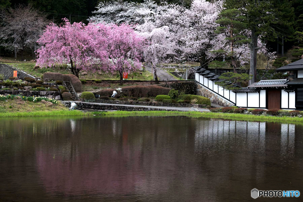 宮谷の桜