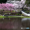 宮谷の桜