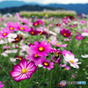 満開のコスモス畑