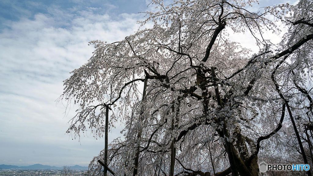 しだれ桜