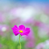秋桜