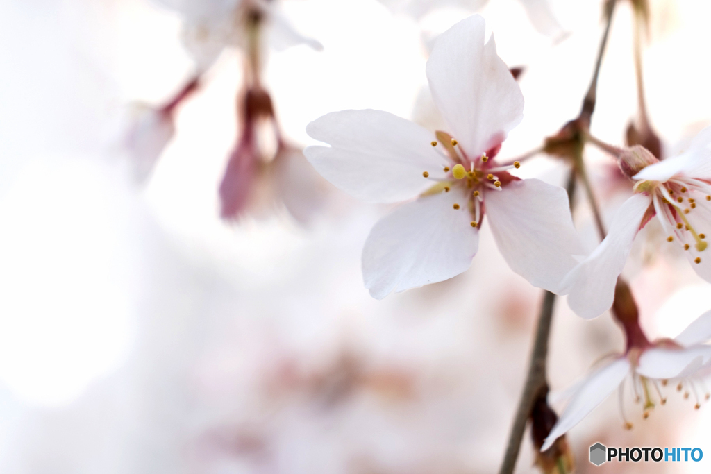 しだれ桜