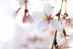 しだれ桜