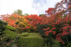 紅葉