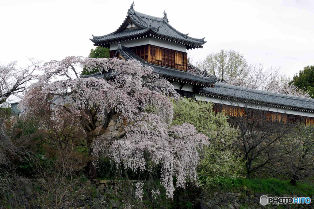 しだれ桜