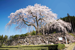 しだれ桜