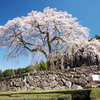 しだれ桜