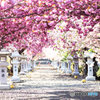 桜参道