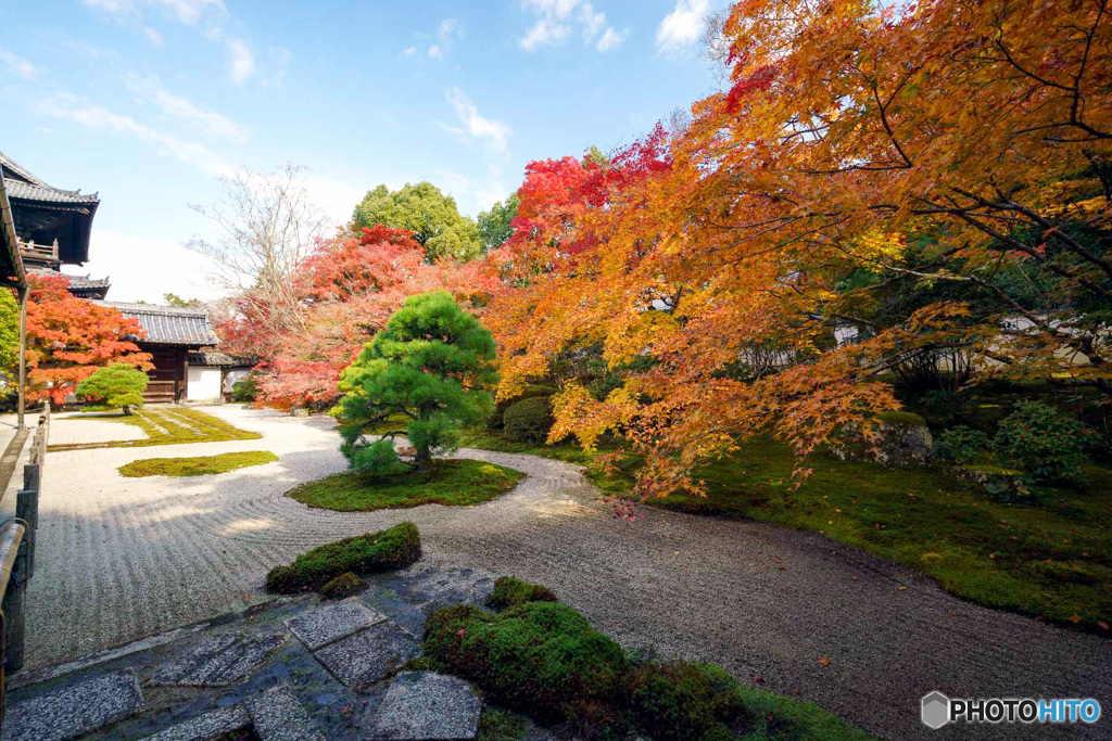 京都紅葉便り