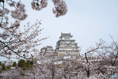 桜の姫路城