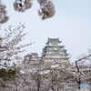 桜の姫路城