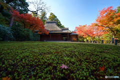 苔と紅葉