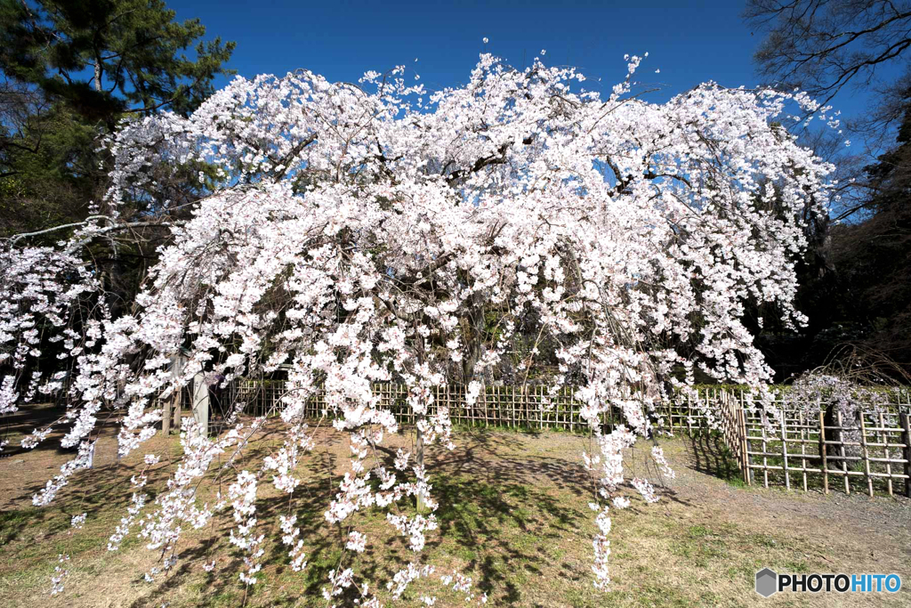 枝垂れ桜