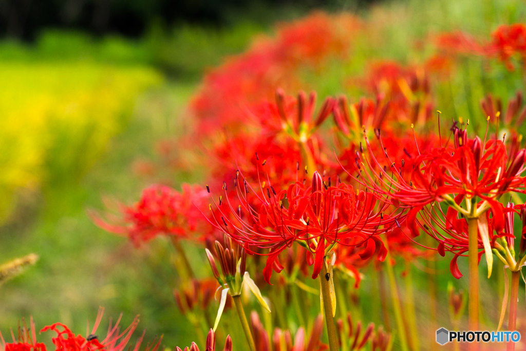 曼珠沙華