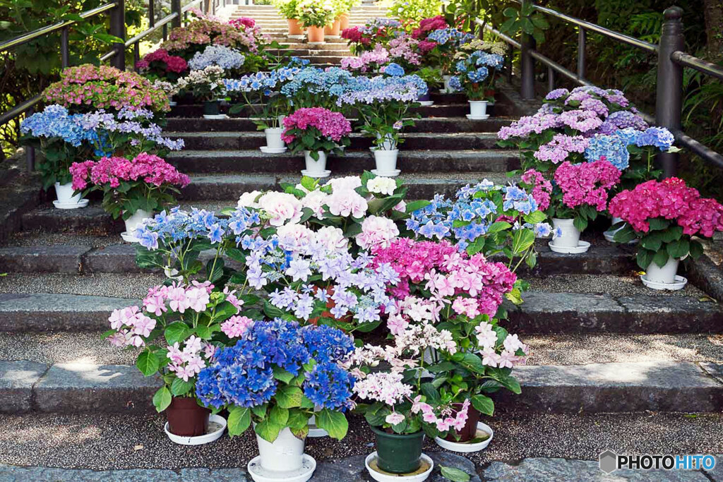 花の寺