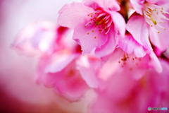 あたみ桜