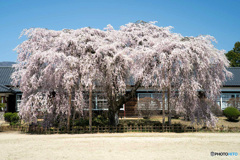 しだれ桜