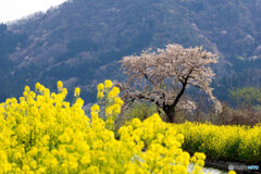 菜の花と桜