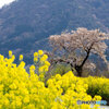 菜の花と桜