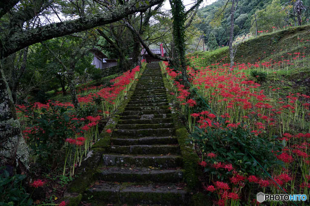 参道の彼岸花