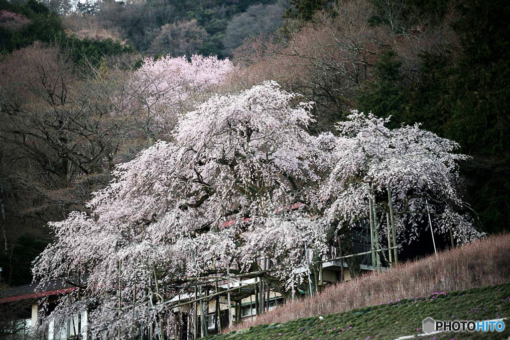 しだれ桜