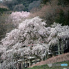 しだれ桜