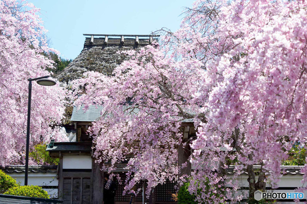 紅しだれ桜が満開