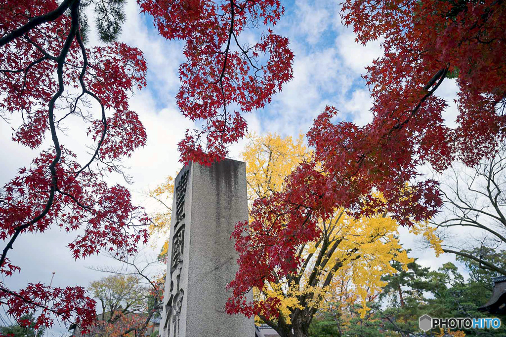 京都紅葉便り ⑮